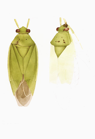 Illustration for article titled The Mutant Art of Radioactive Insects